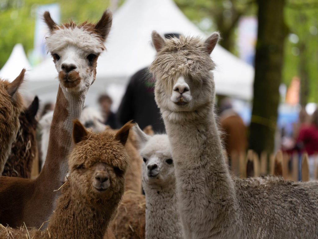 Alpaca-Park-RVR33728-1-scaled.jpg