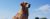 Jayden_Mooiste Hond van Nederland 2020_Header