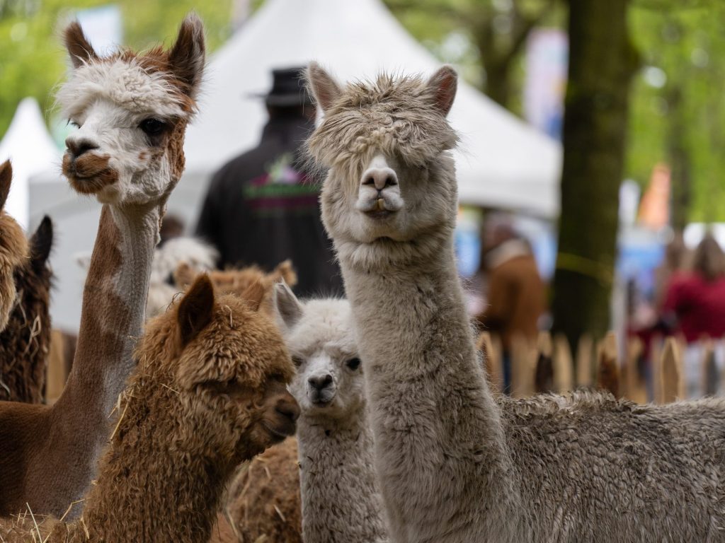 Alpaca-Park-RVR33735