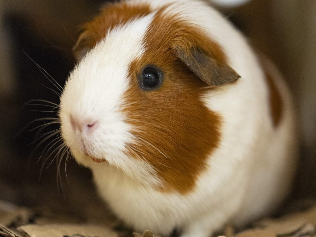 Cavia-_V246151