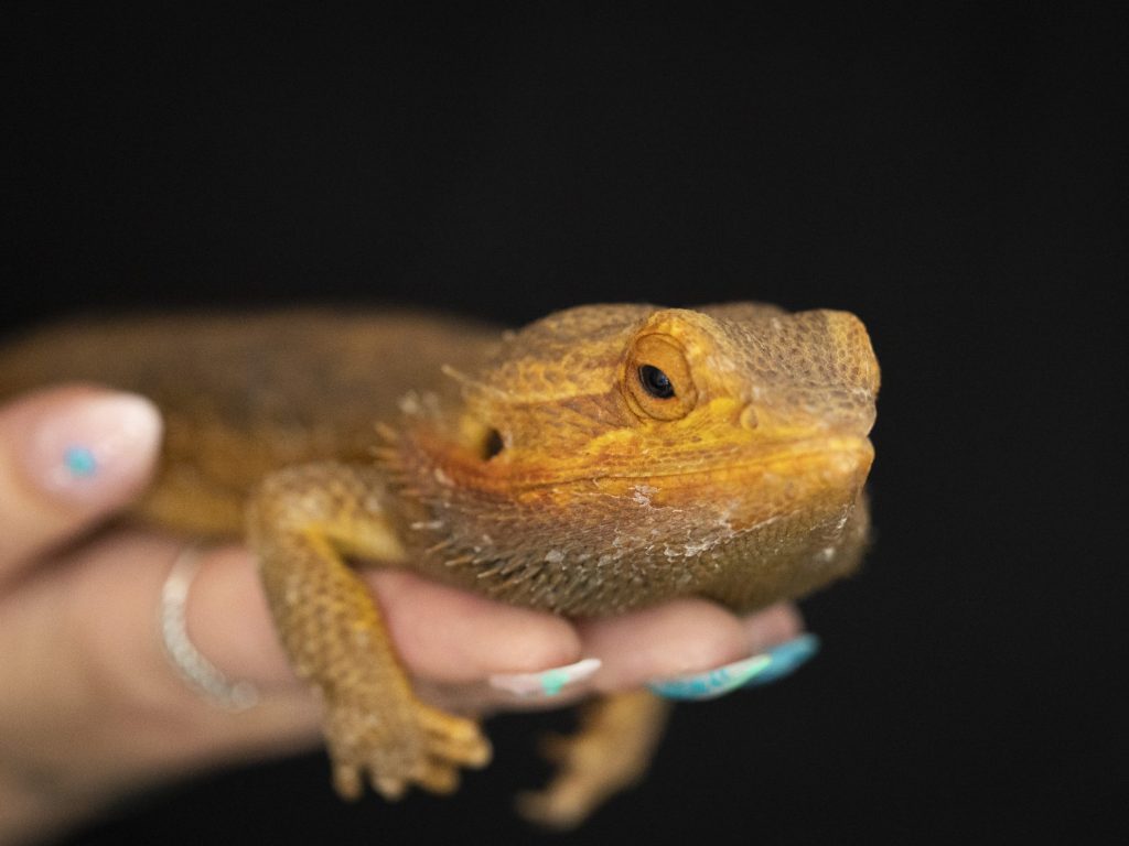 Herpeet-_V247337